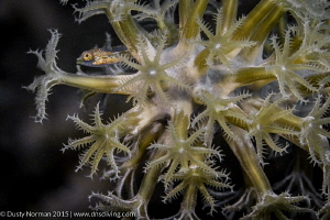 "Fish in the Flowers" 
A Triple Fin Blenny in a very det... by Dusty Norman 